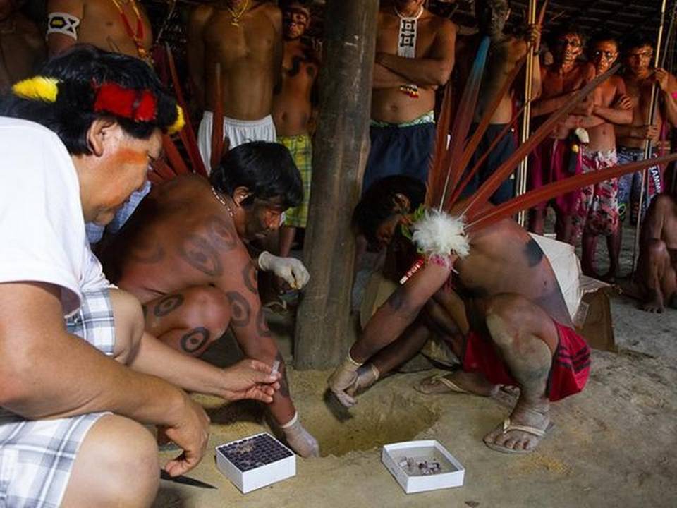 los-yanomami-entierran-sangre-extraida-a-sus-ancestros-y-enviada-a-eeuu-hace-45-anos