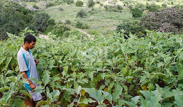 pepino-de-monte-y-chimbombo