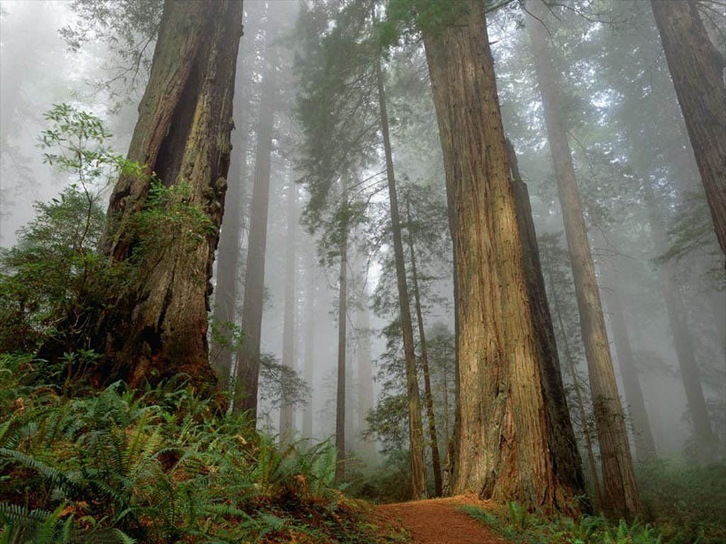 cual-es-la-situacion-de-nuestros-bosques