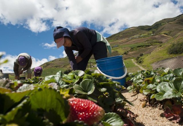 agricultores-640x442