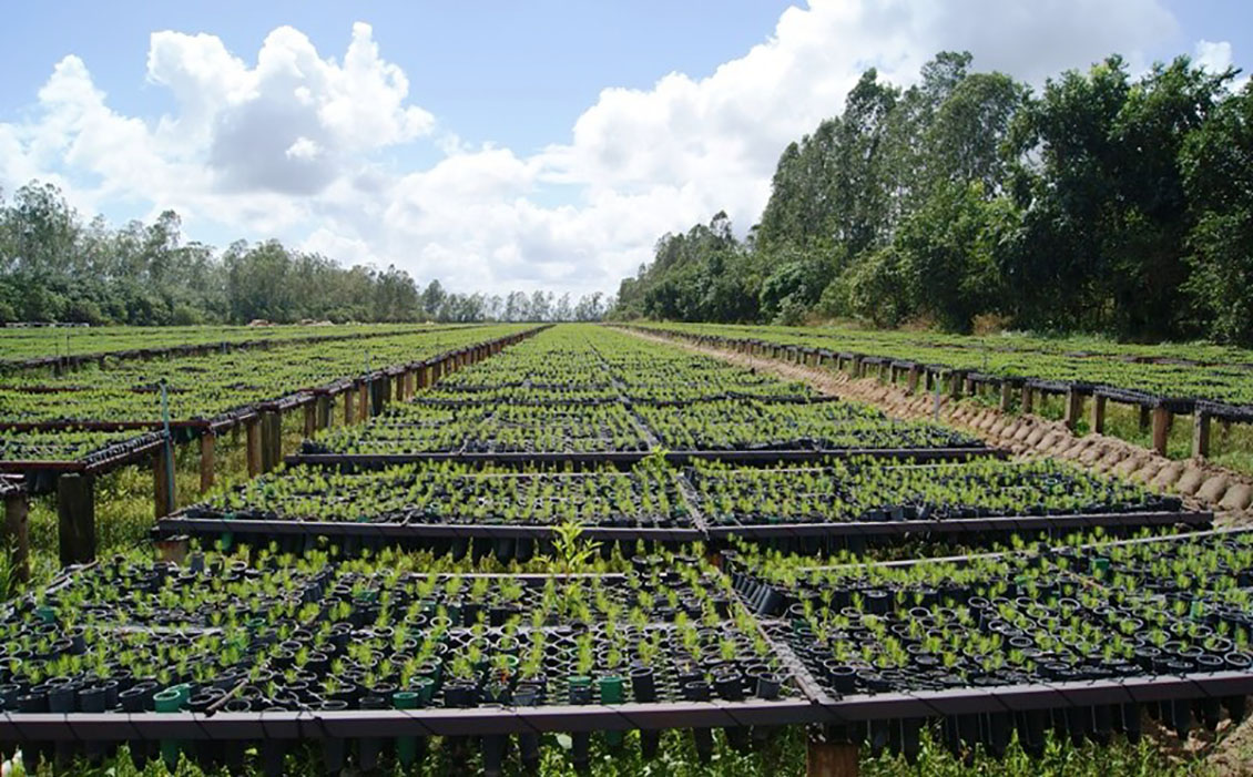 oficializan-creacion-de-compania-forestal-mixta-entre-maderas-del-orinoco-y-empresa-turca