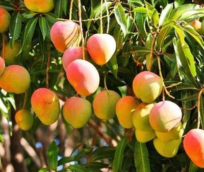 El-Sumario-En-epoca-de-mangos-conoce-algunas-curiosidades-de-esta-fruta