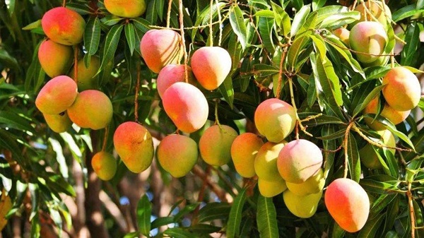 El-Sumario-En-epoca-de-mangos-conoce-algunas-curiosidades-de-esta-fruta