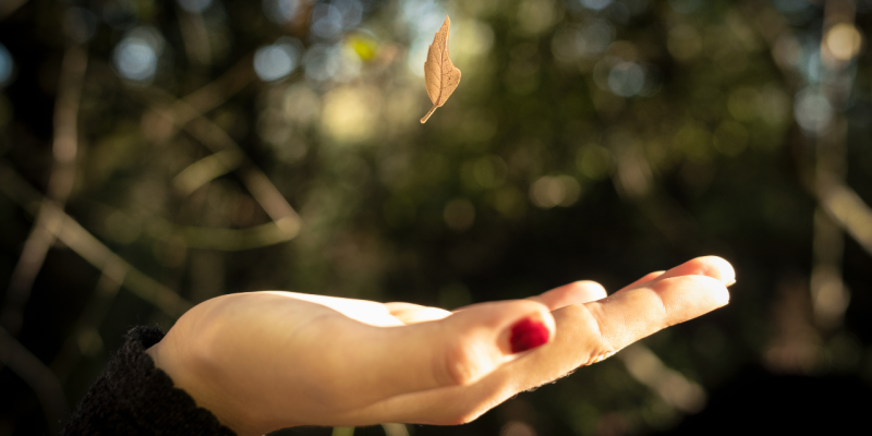 Teoría de la gravedad, una hoja cae de un árbol