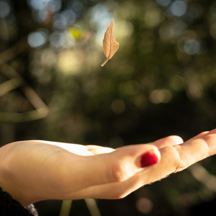 Teoría de la gravedad, una hoja cae de un árbol